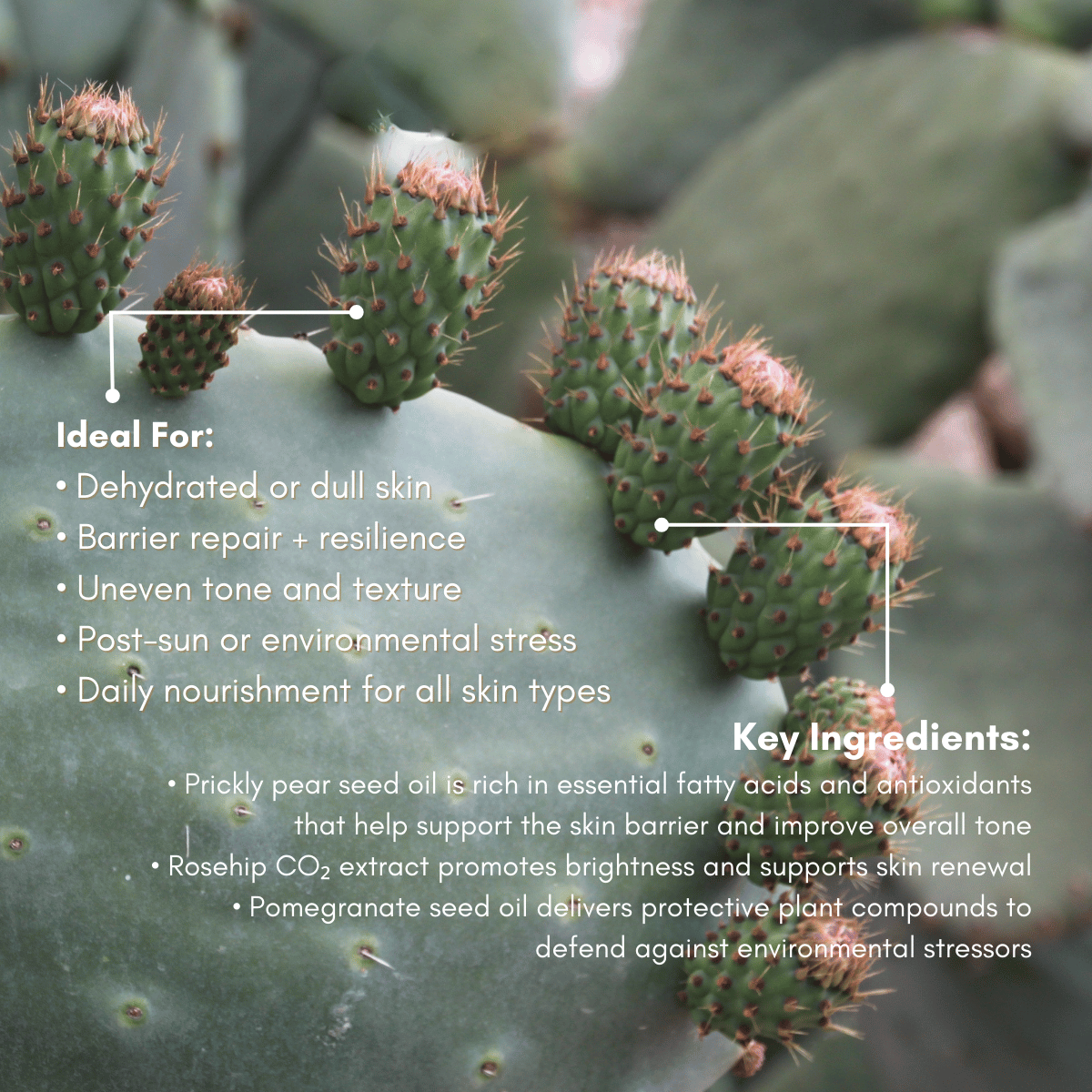 prickly pear cactus oil for face Prickly Pear Elixir